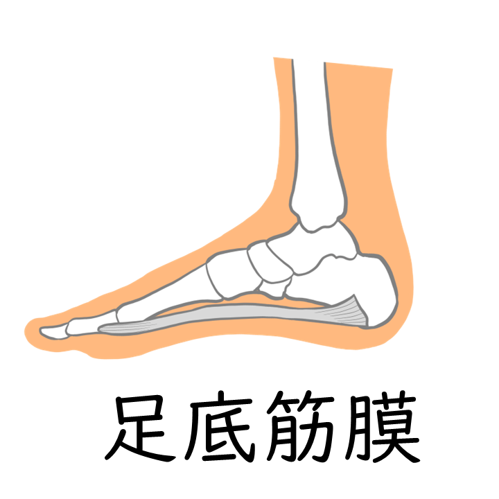 足底筋膜とは、足の指の付け根から「かかと」まで足の裏に膜のように張っている腱組織